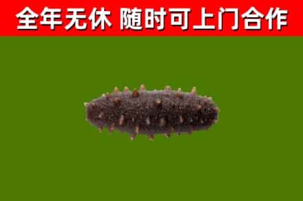达州烟酒回收干海参.jpg